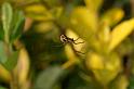 Frontinellina_frutetorum_D8302_Z_88_Les Gris_Frankrijk